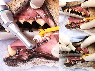 口腔外科(歯石除去など) 