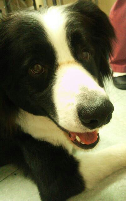 サマーカットカット お知らせ 世田谷の駒沢どうぶつ病院 駒沢大学駅 桜新町駅が最寄り